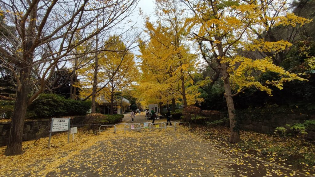 黄色になったイチョウが綺麗な南郷上ノ山公園の入り口を撮影した写真