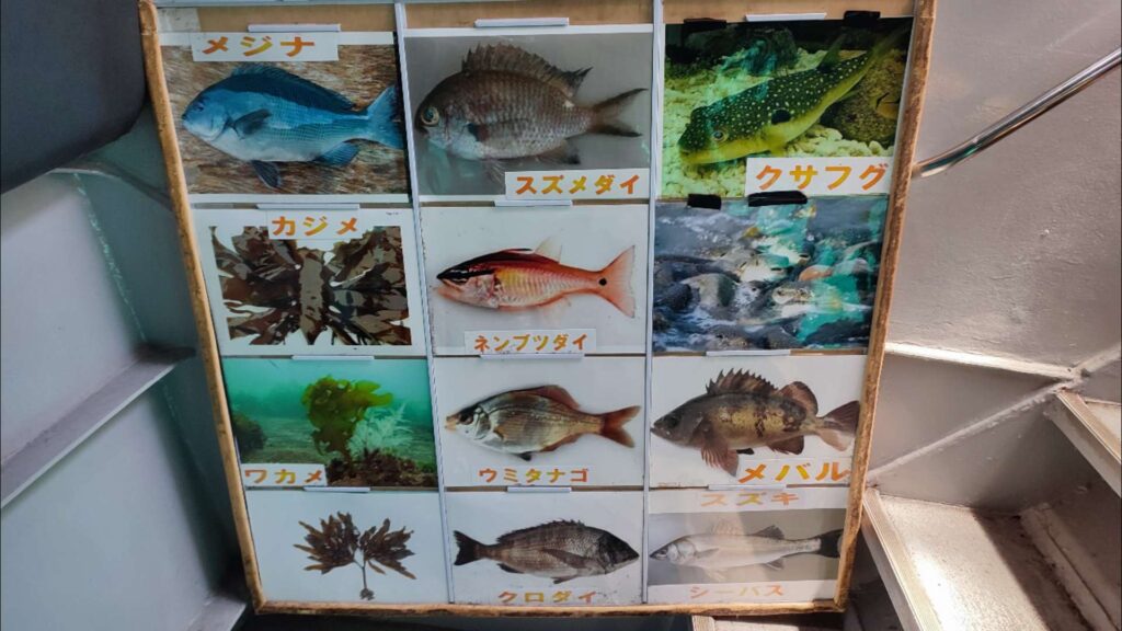 三浦市のアクティビティにじいろさかな号で観察できる生き物の紹介パネル撮影した写真