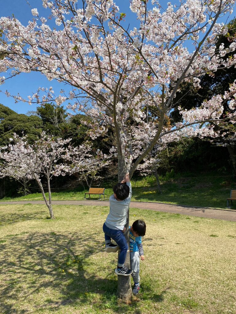 潮風スポーツ公園の広場にある桜を撮影した写真
