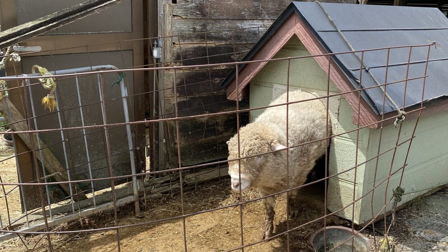 長坂公園の近くにあるよこすか関口牧場にいる羊を撮影した写真