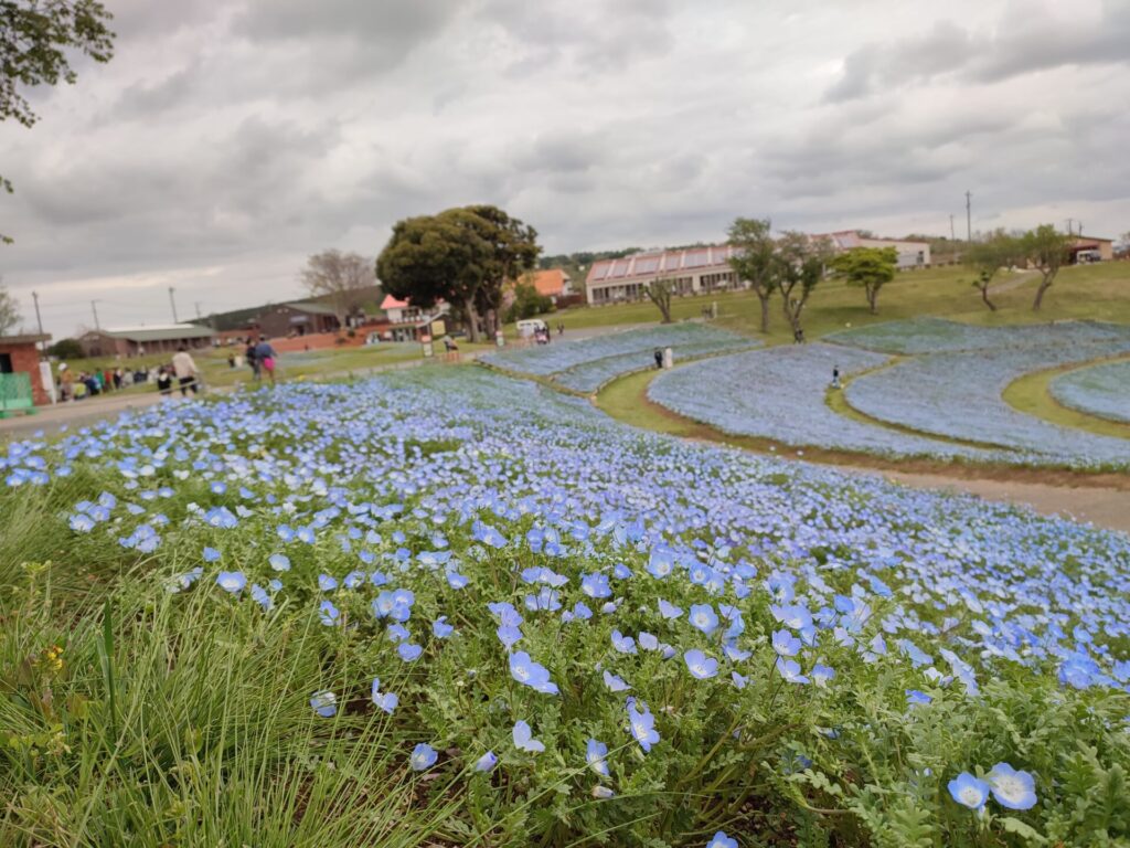 マザー牧場ネモフィラを撮影した写真