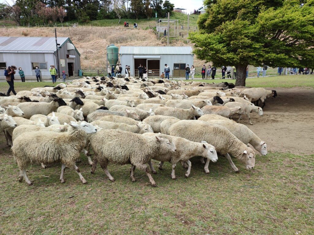 無料ショーひつじ大行進を撮影した写真