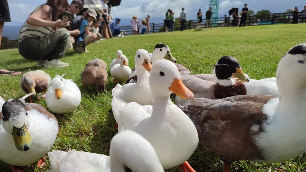 無料ショーあひるの大行進を撮影した写真