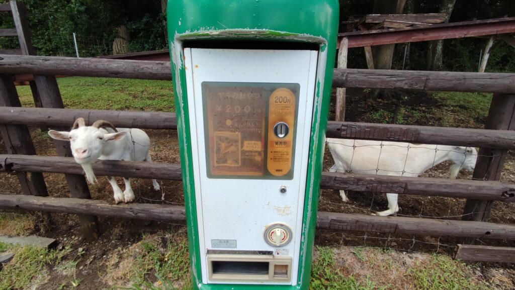 ヤギに餌やり販売機を撮影した写真