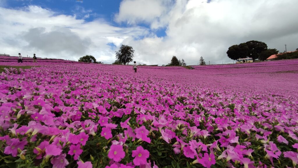 マザー牧場季節の花を撮影した写真