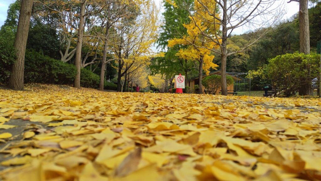 南郷上ノ山公園のイチョウが埋め尽くした道路を撮影した写真