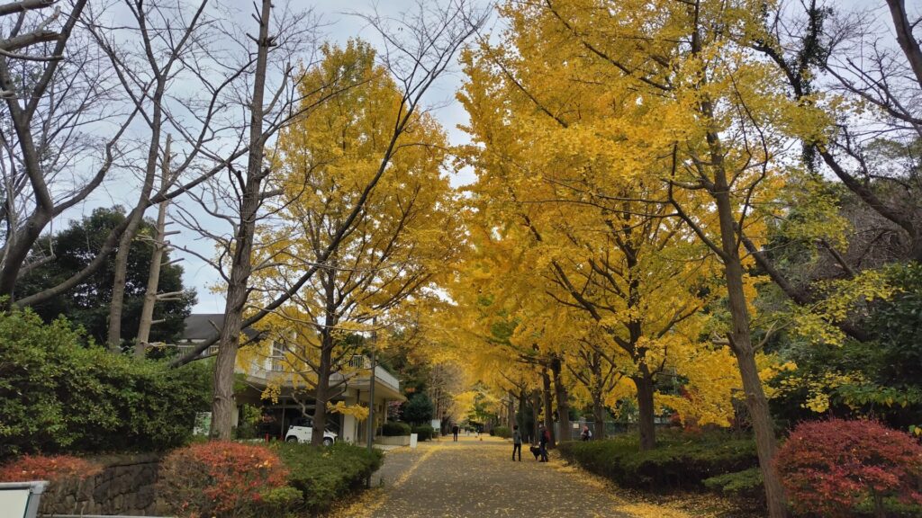 南郷上ノ山公園の11月頃の様子を撮影した写真