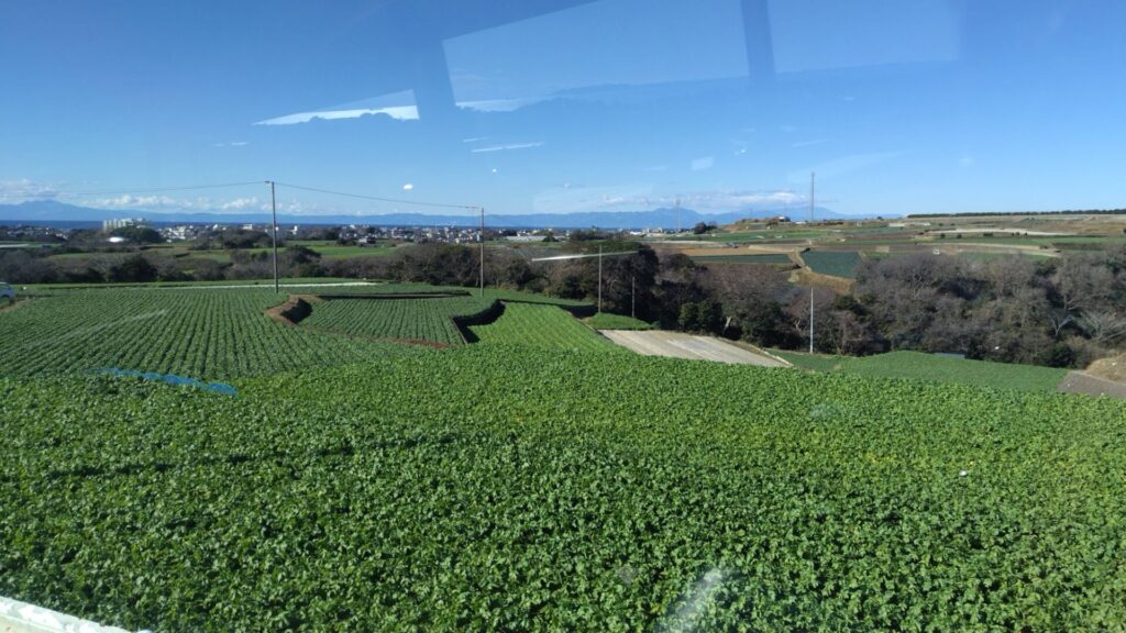 三浦市の大根畑を撮影した写真