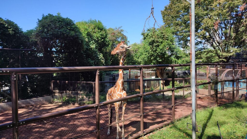 野毛山動物園にいるキリンを撮影した写真