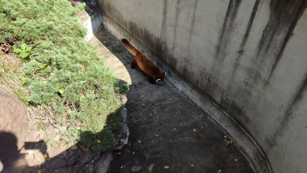 野毛山動物園にいレッサーパンダを撮影した写真